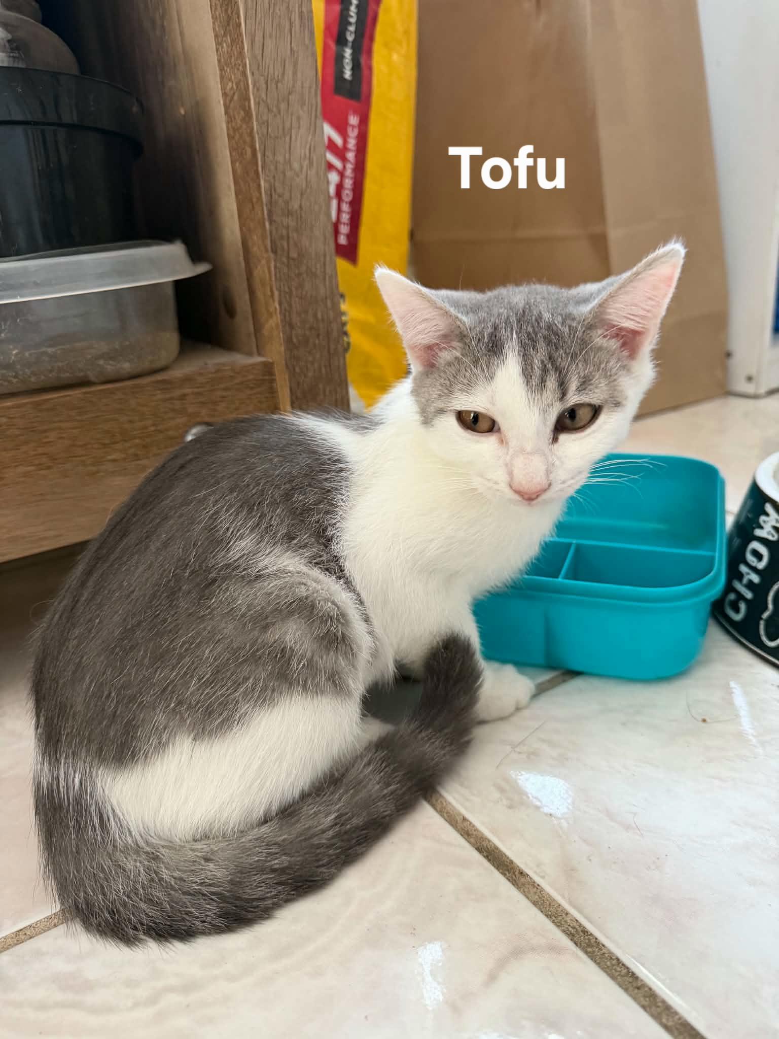Enlarge Mochi & Tofu, a Adoptable Domestic Short Hair in Chicopee, MA image 3/3