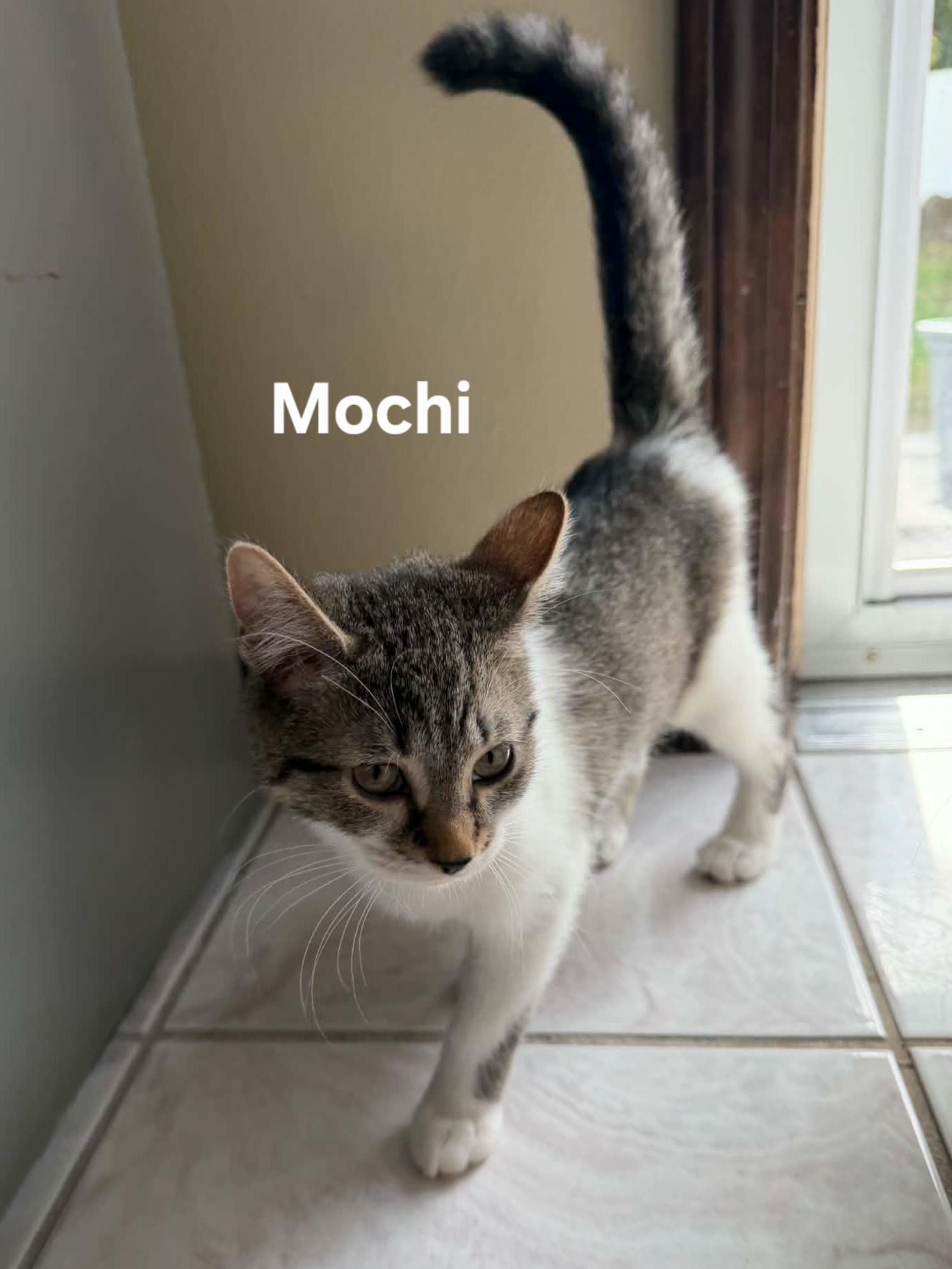 Enlarge Mochi & Tofu, a Adoptable Domestic Short Hair in Chicopee, MA image 2/3