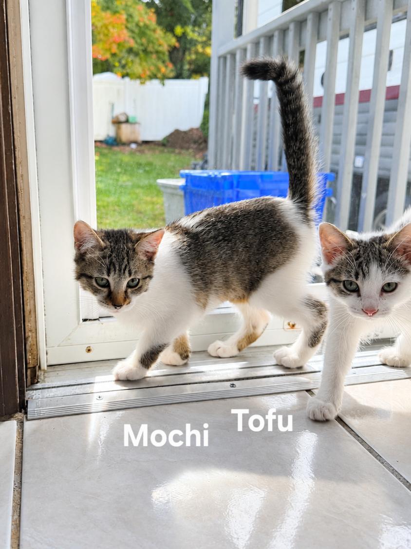 Mochi & Tofu, Adoptable, Kitten Female Domestic Short Hair.