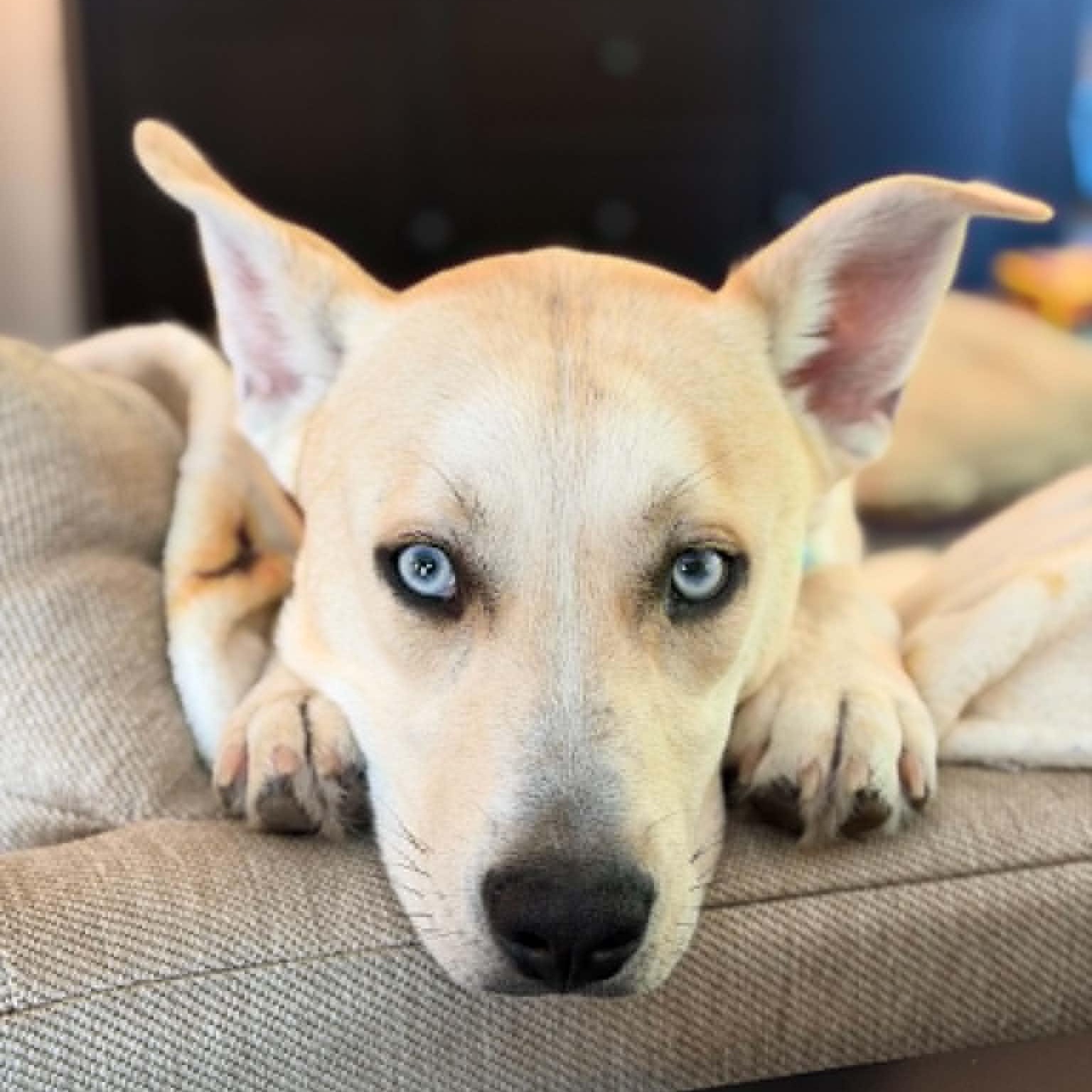 Sonny, ADOPTABLE, Young Male Husky & Catahoula Leopard Dog.