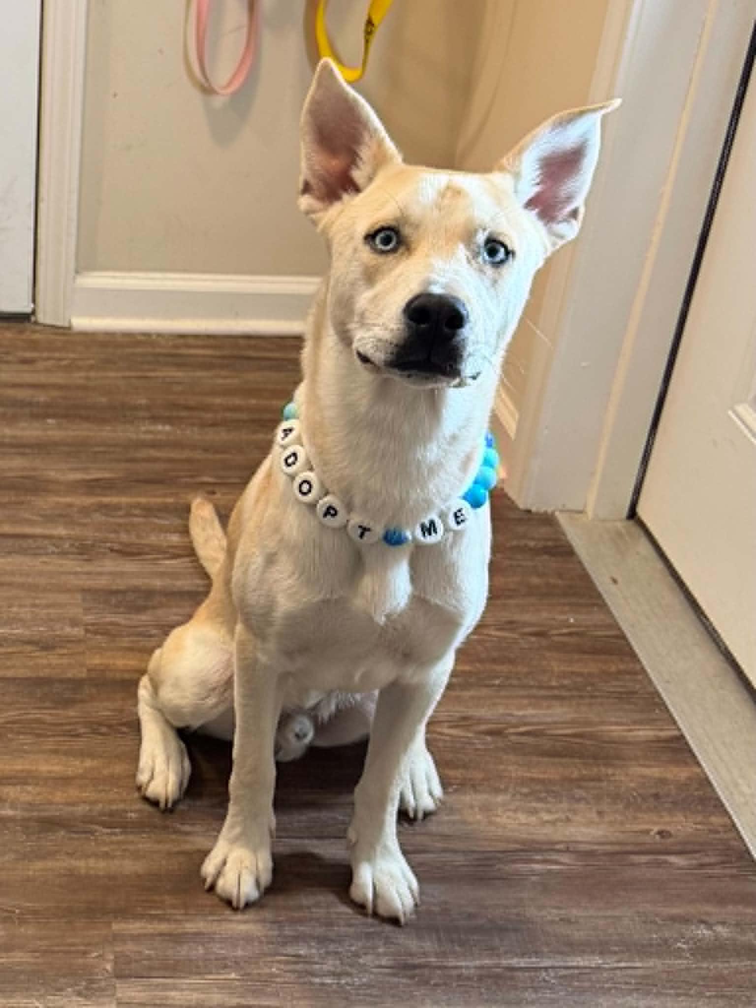 Sonny, a ADOPTABLE mixed breed in Schenectady, NY image 2/2