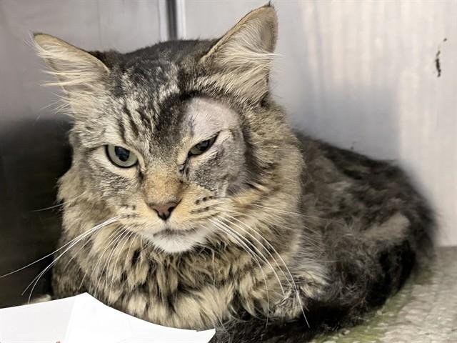 Enlarge POP TART, a Adoptable Domestic Medium Hair in Ames, IA image 1/1