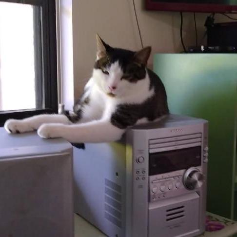 Enlarge Adam, a ADOPTABLE mixed breed in Ocala, FL image 6/6