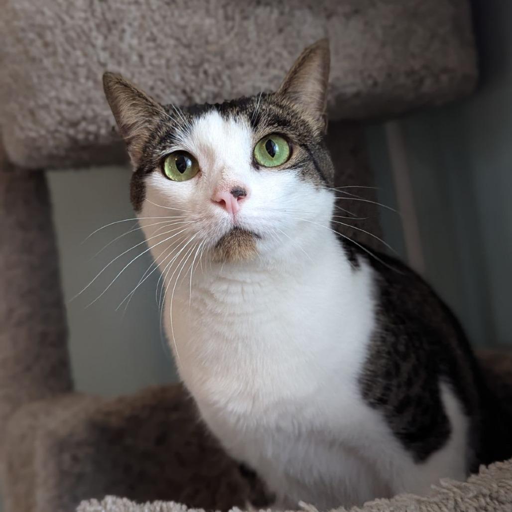 Enlarge Adam, a ADOPTABLE mixed breed in Ocala, FL image 1/6