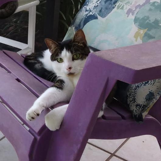 Adam, ADOPTABLE, Adult Male Domestic Short Hair & Tabby.