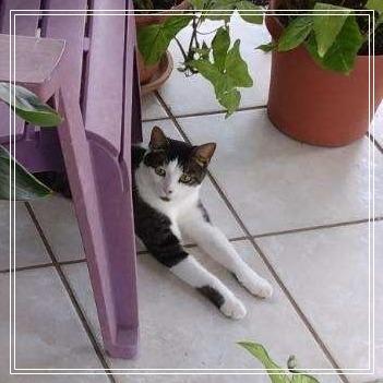 Enlarge Adam, a ADOPTABLE mixed breed in Ocala, FL image 3/4