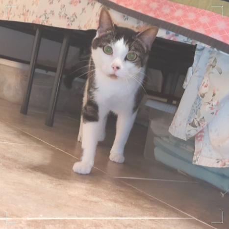 Enlarge Adam, a ADOPTABLE mixed breed in Ocala, FL image 4/4