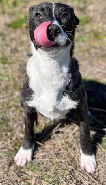 RAPHAELA, Adoptable, Young Female Labrador Retriever & Mixed Breed.