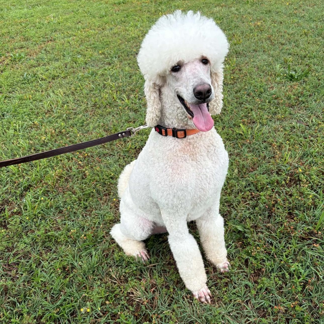 2155 Dax, an adopted Standard Poodle in Springfield, MO image 2/2