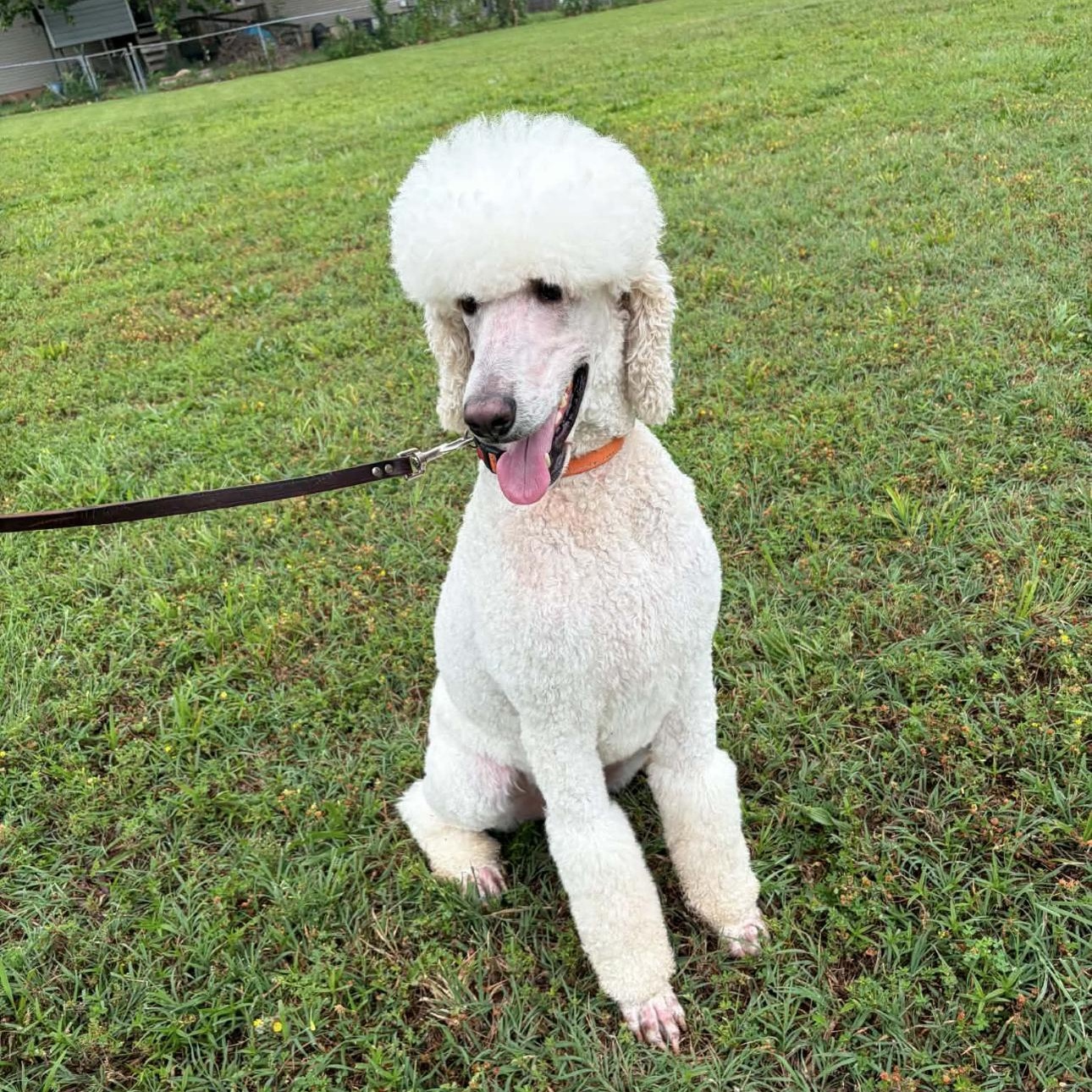 2155 Dax, an adopted Standard Poodle in Springfield, MO image 1/2