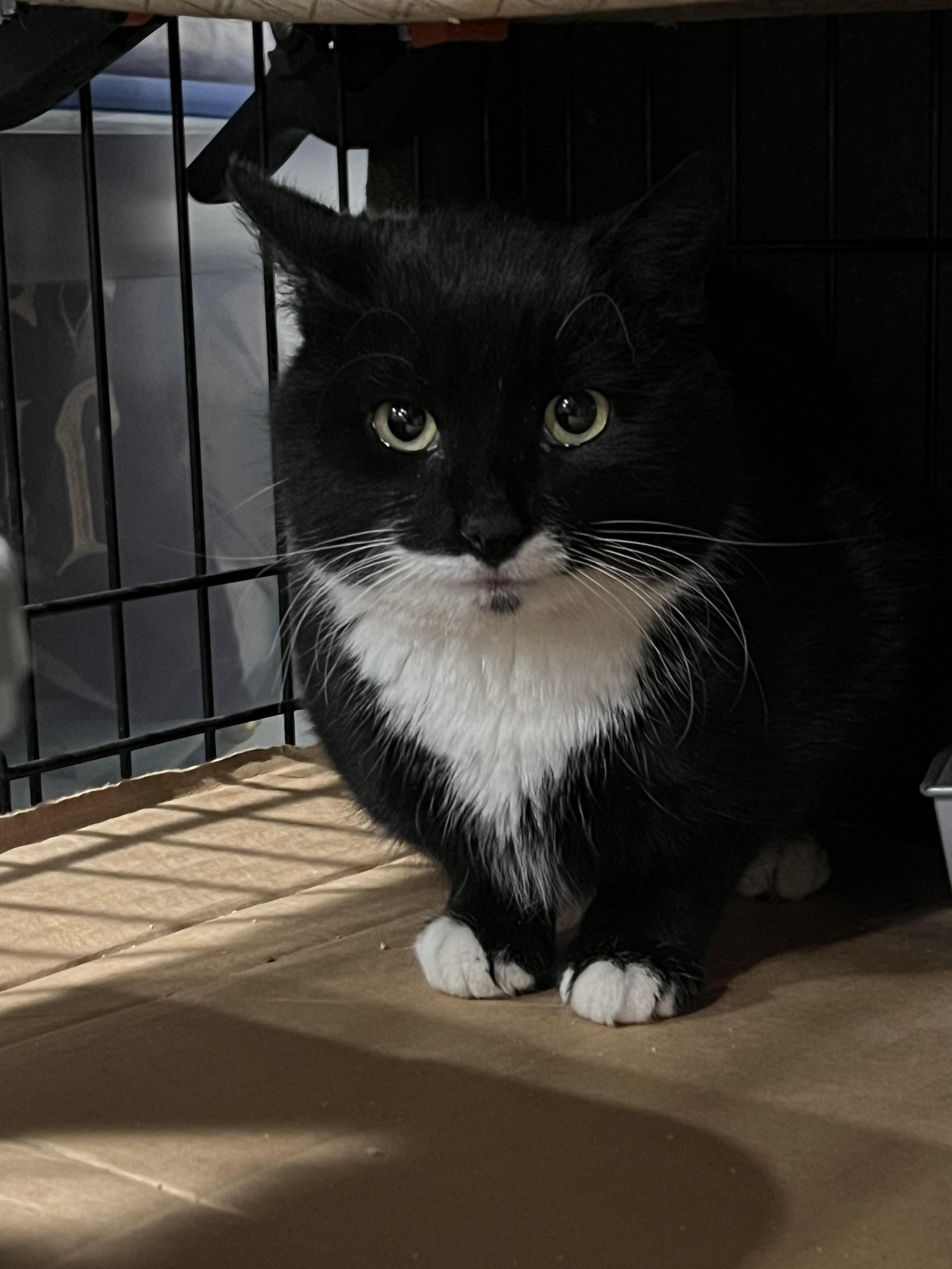 Enlarge Duke, cushy shop or barn cat, a Adoptable Domestic Short Hair in Butte, MT image 3/3