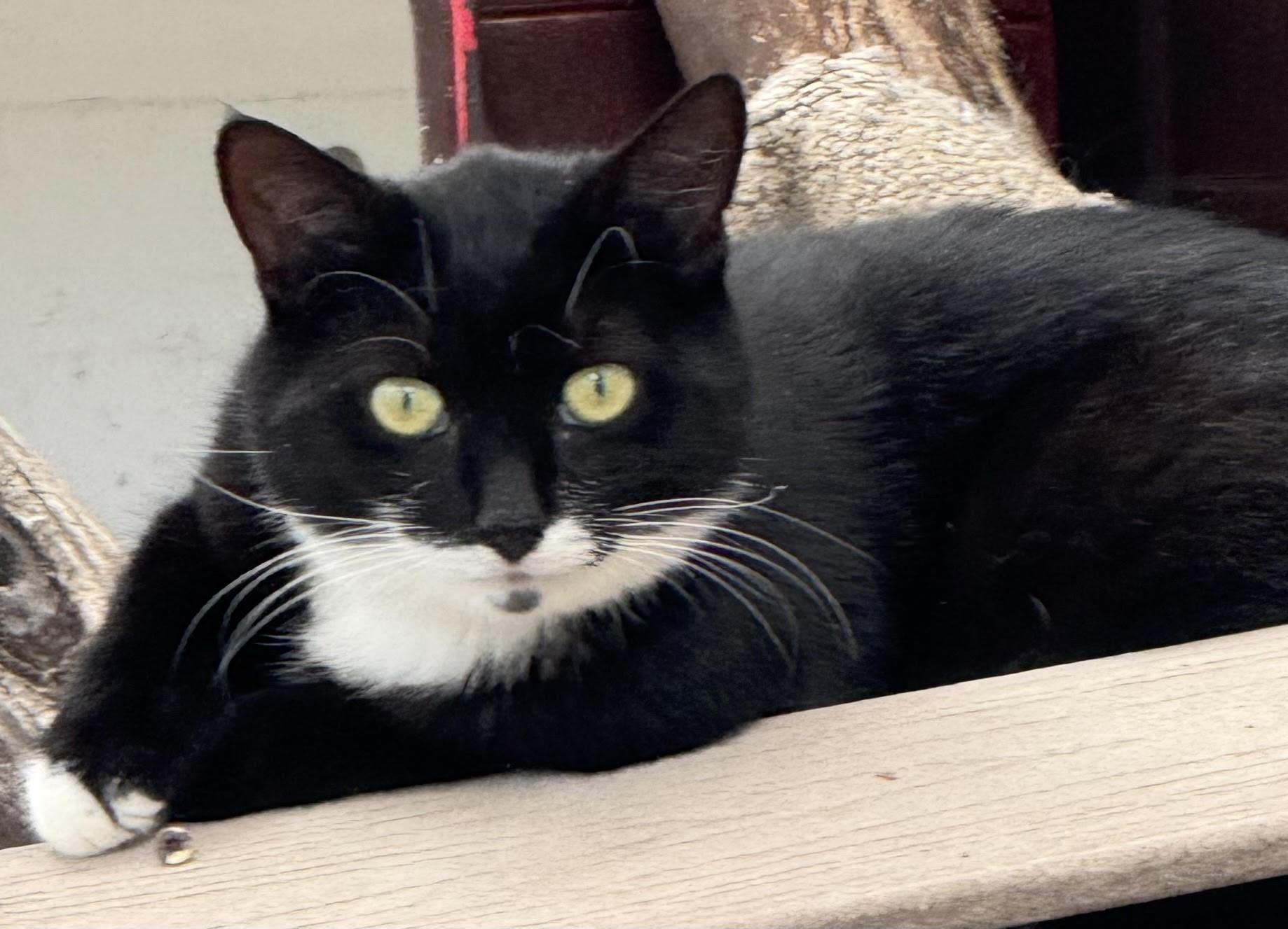 Enlarge Duke, cushy shop or barn cat, a Adoptable Domestic Short Hair in Butte, MT image 1/3