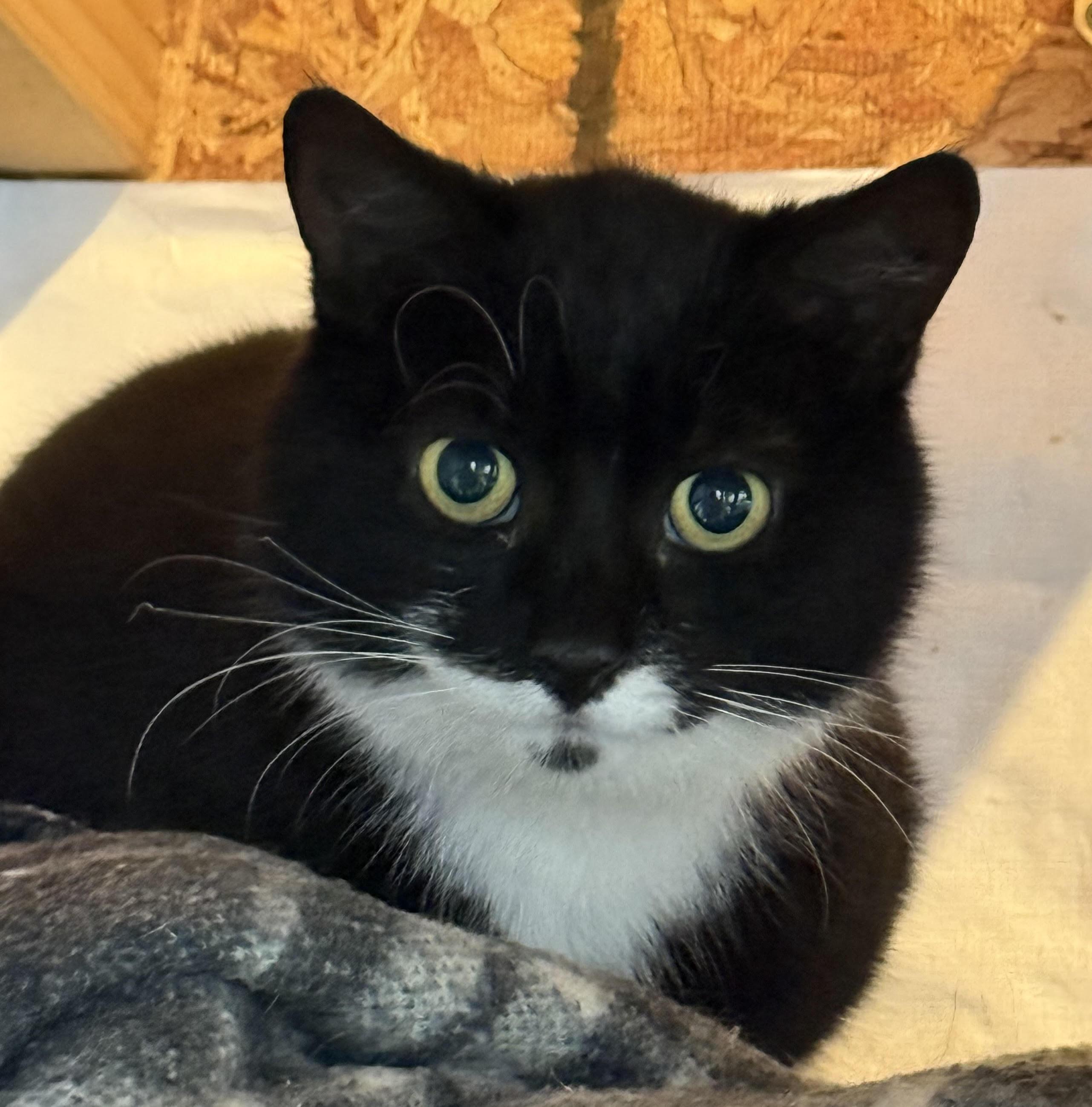 Enlarge Duke, cushy shop or barn cat, a Adoptable Domestic Short Hair in Butte, MT image 2/3