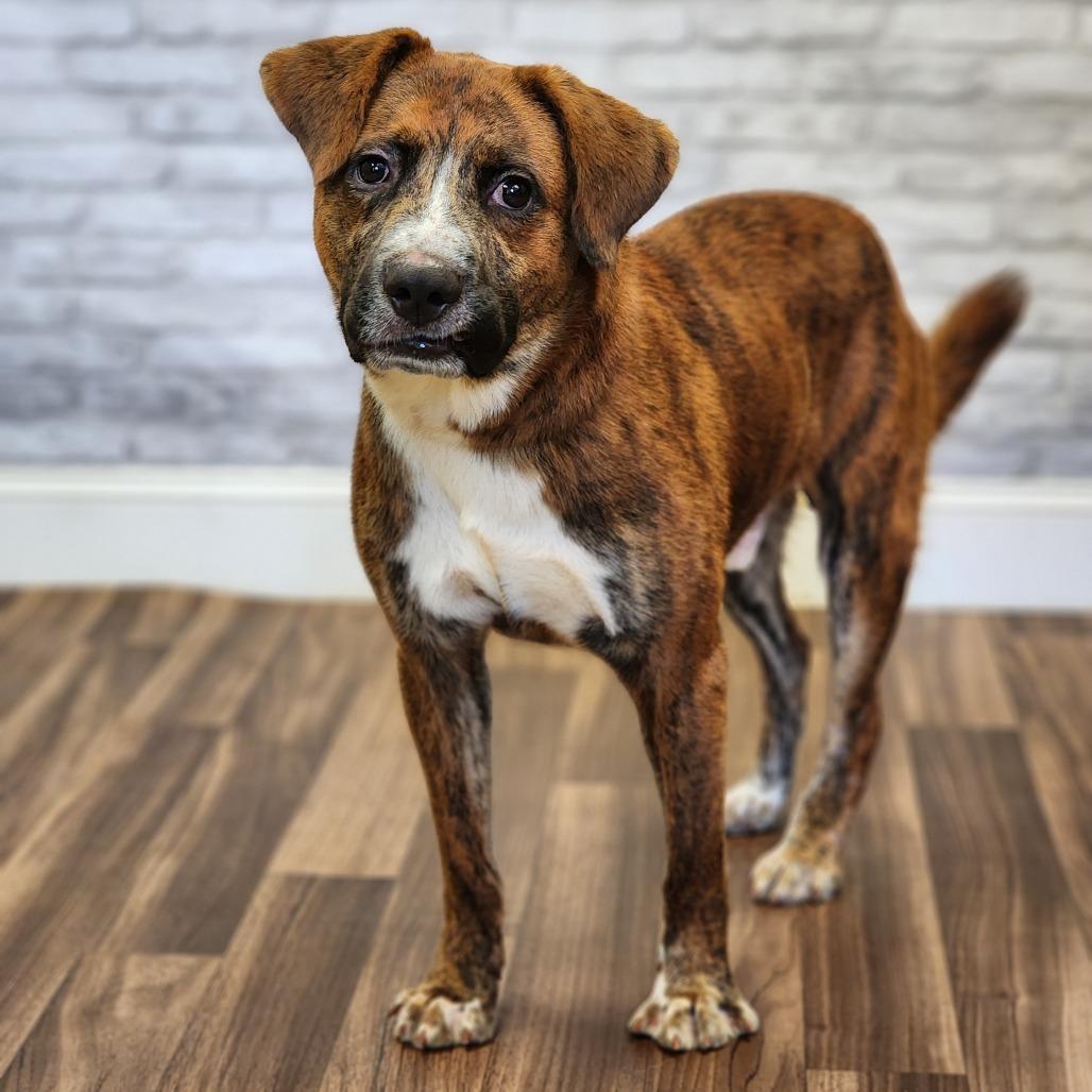 Enlarge Pete, a Adoptable mixed breed in Montgomery, AL image 1/2