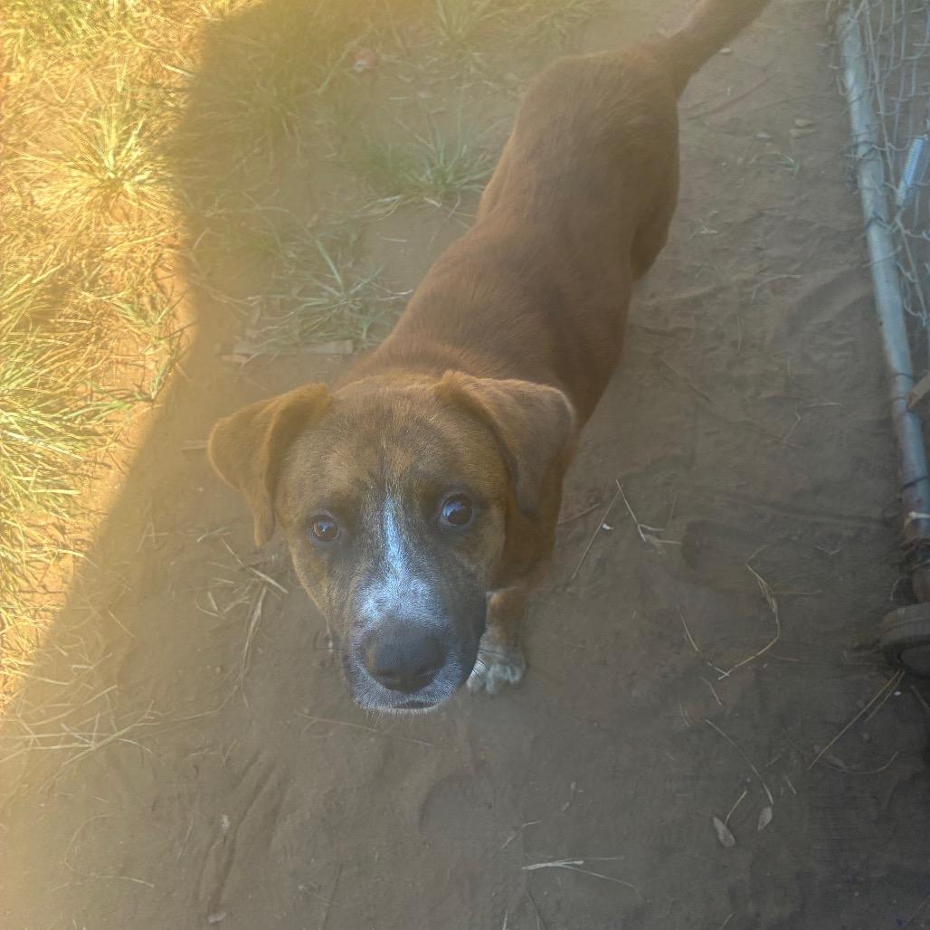 Enlarge Pete, a Adoptable mixed breed in Montgomery, AL image 2/2