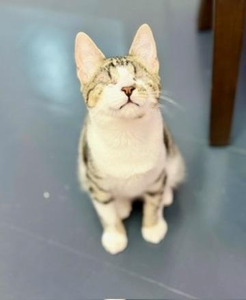 Enlarge Oxford, an adoptable Domestic Short Hair in Covington, LA image 3/5