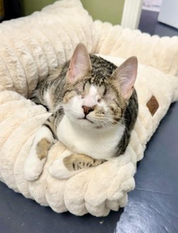 Oxford, adoptable, Kitten Male Domestic Short Hair.