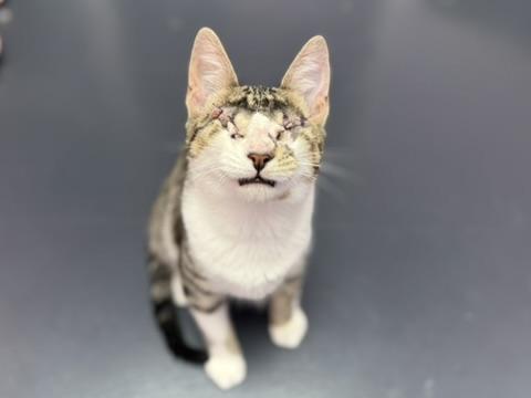 Enlarge Oxford, an adoptable Domestic Short Hair in Covington, LA image 2/5