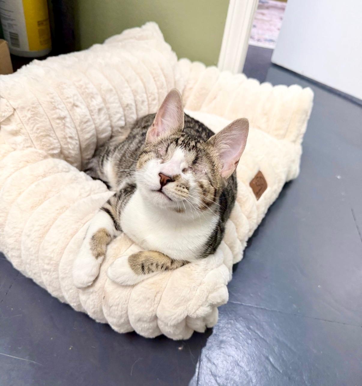 Enlarge Oxford, an adoptable Domestic Short Hair in Covington, LA image 5/5