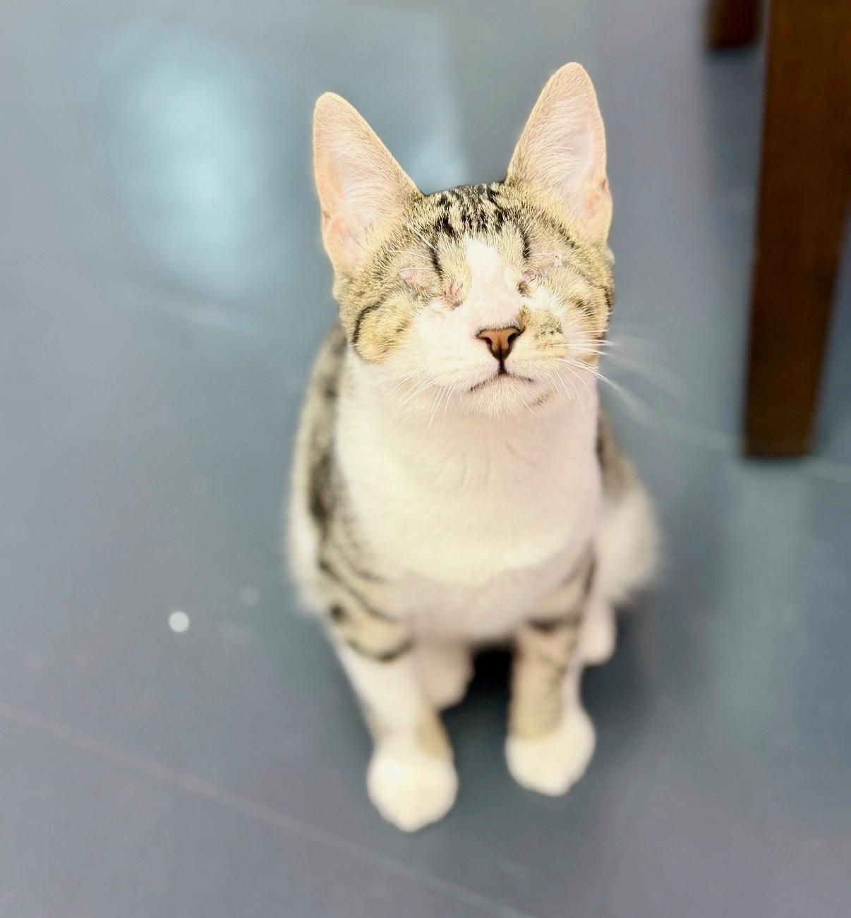 Enlarge Oxford, an adoptable Domestic Short Hair in Covington, LA image 4/5