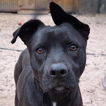 Mimi, Adult Female Pit Bull Terrier