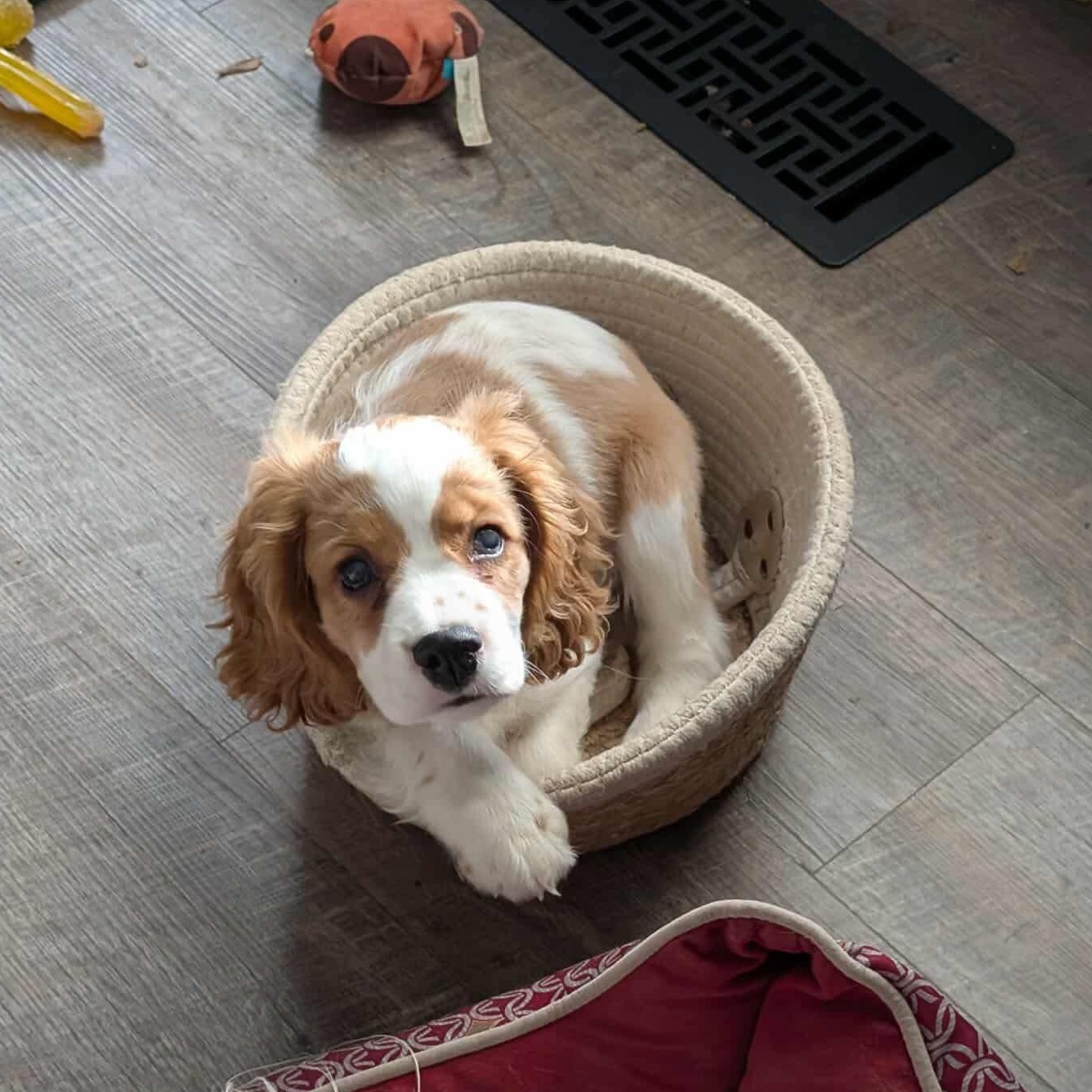 Finley: Male cocker spaniel puppy (blind), a Adoptable Cocker Spaniel in ST JACOBS, ON image 3/5
