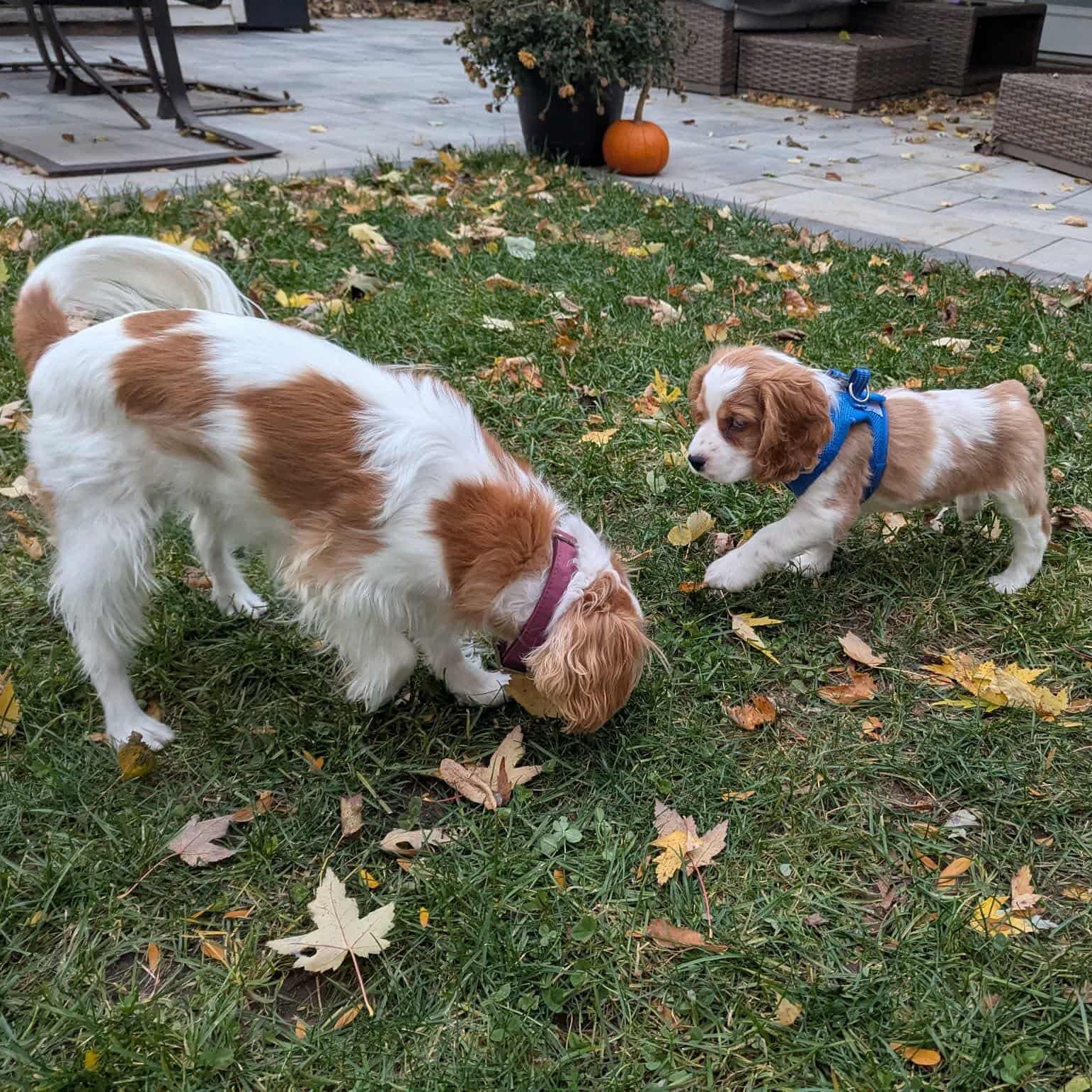 Finley: Male cocker spaniel puppy (blind), a Adoptable Cocker Spaniel in ST JACOBS, ON image 4/5