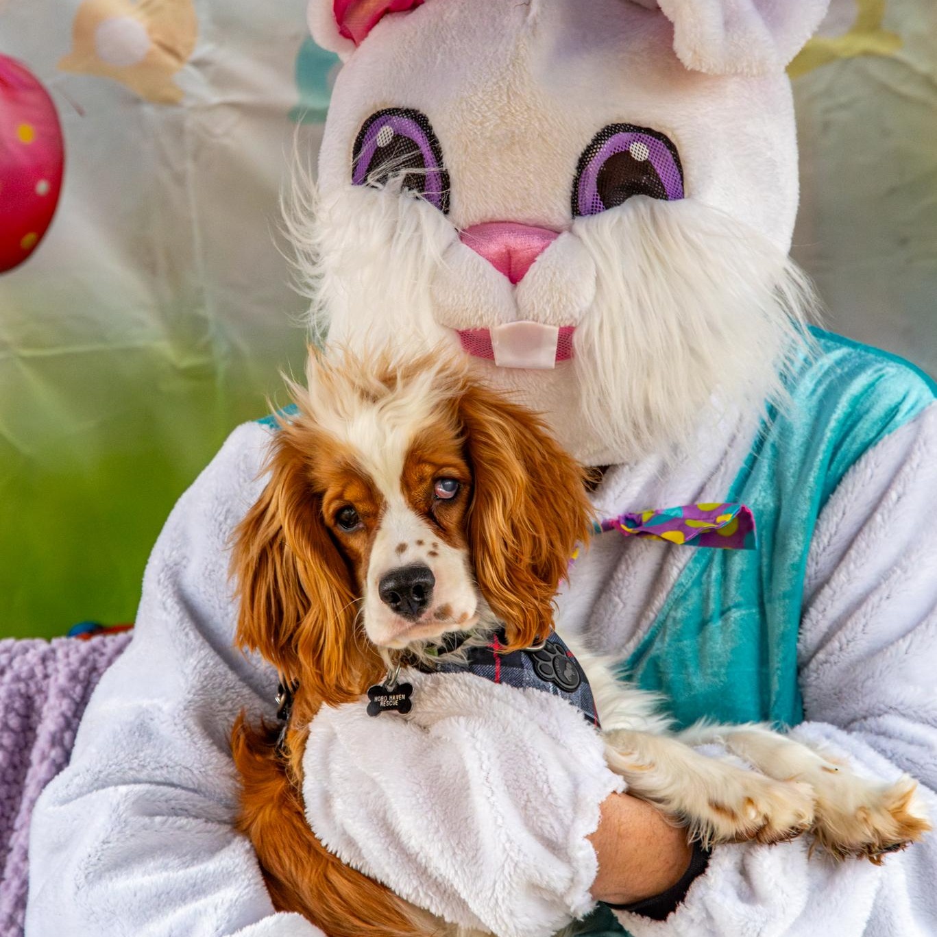 Enlarge Finley: Male cocker spaniel puppy (blind), an adoptable Cocker Spaniel in ST JACOBS, ON image 1/6