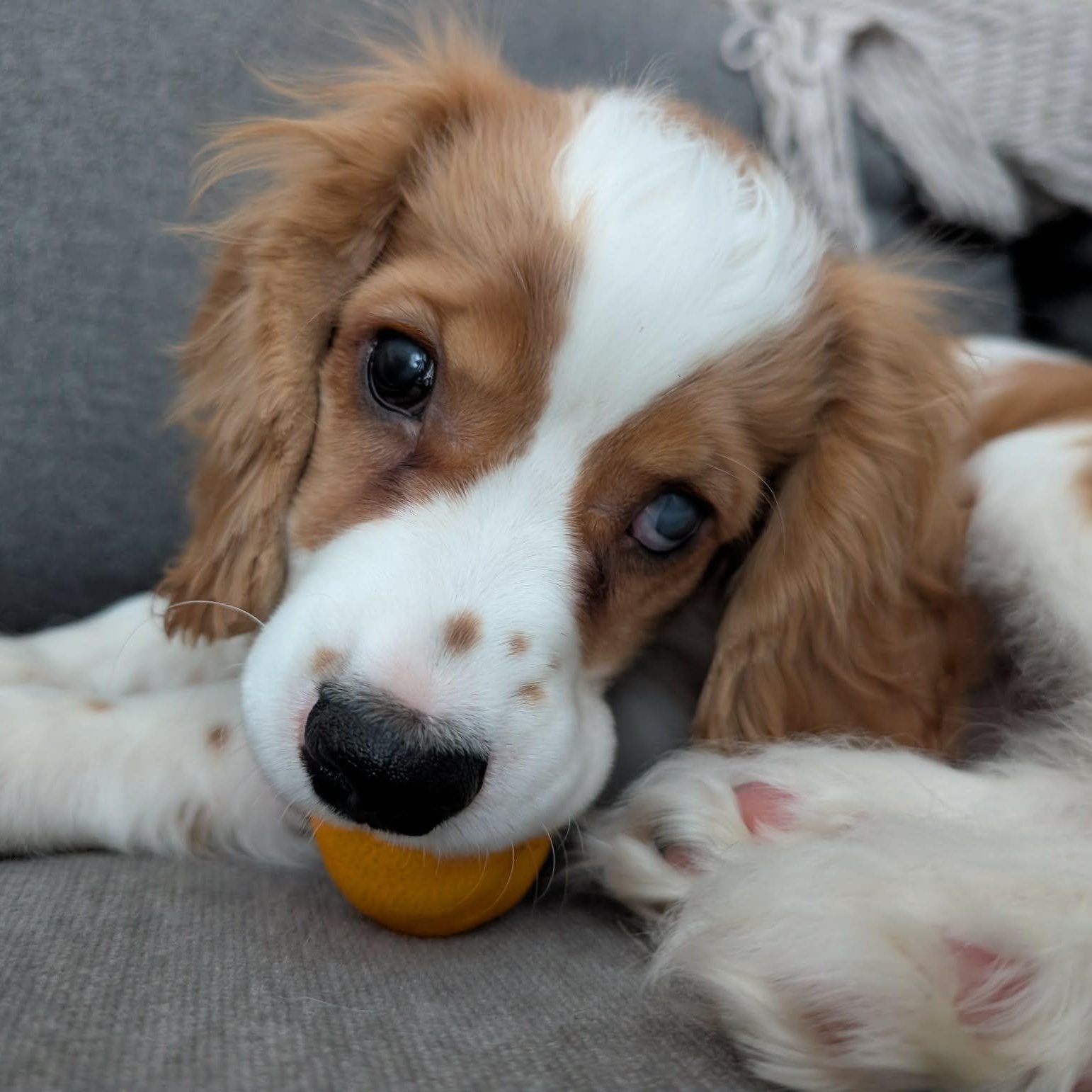 Enlarge Finley: Male cocker spaniel puppy (blind), a Adoptable Cocker Spaniel in ST JACOBS, ON image 1/5
