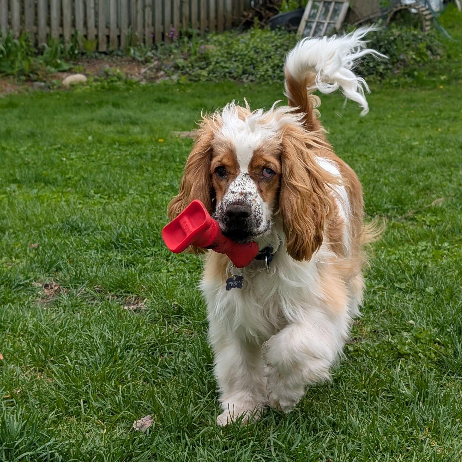 Enlarge Finley: Male cocker spaniel puppy (blind), an adoptable Cocker Spaniel in ST JACOBS, ON image 2/5