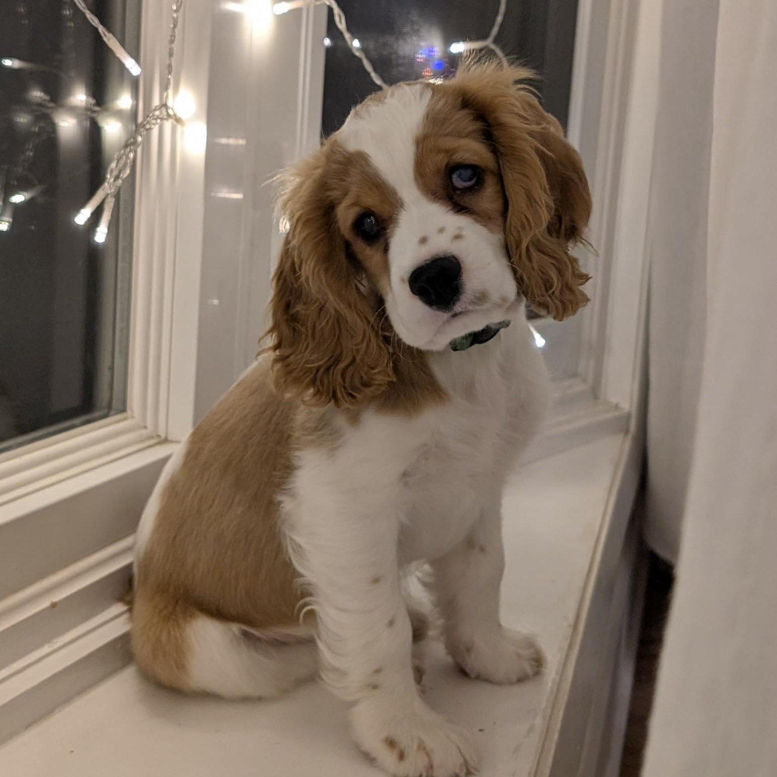 Finley: Male cocker spaniel puppy (blind), a Adoptable Cocker Spaniel in ST JACOBS, ON image 1/5