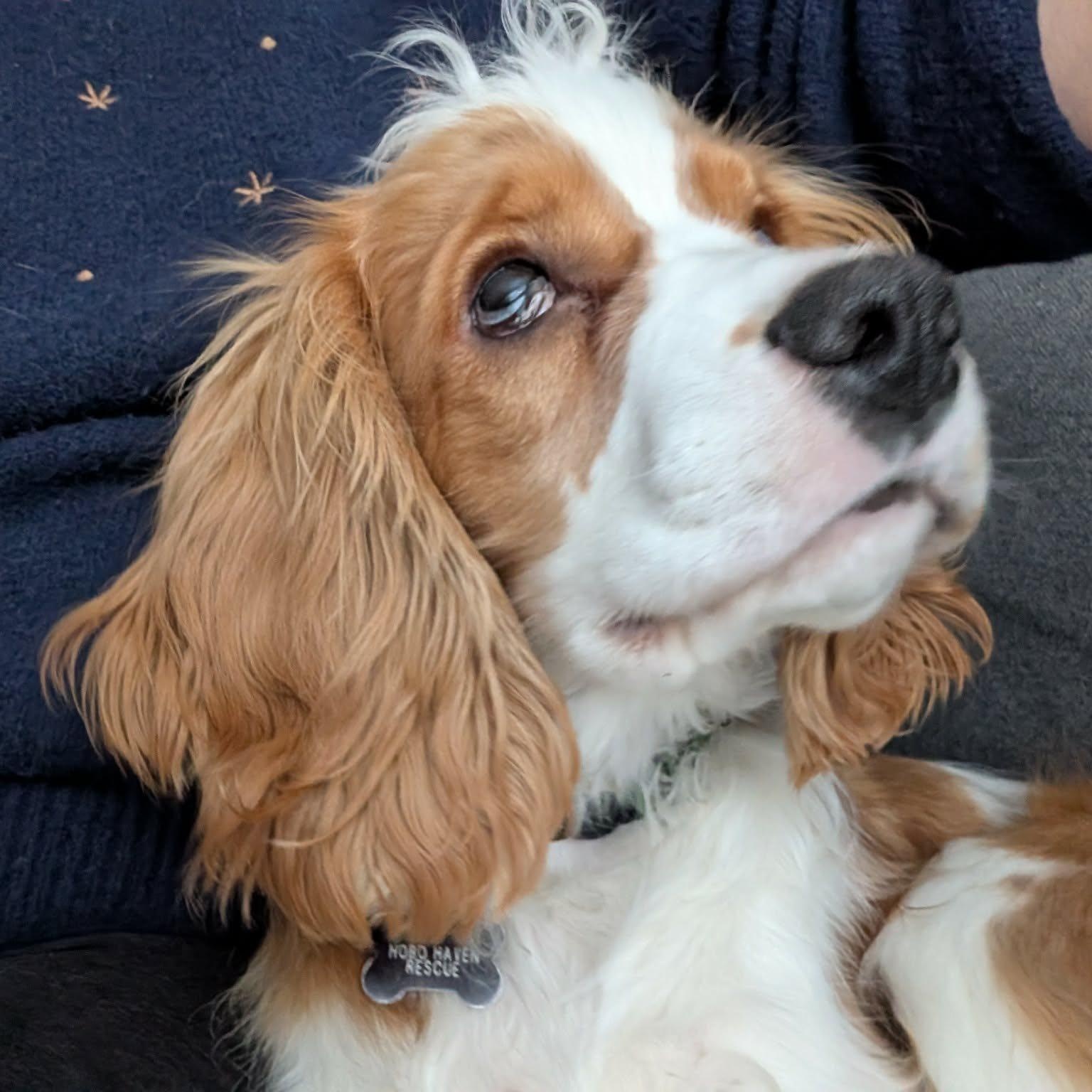 Finley: Male cocker spaniel puppy (blind), adoptable, Puppy Male Cocker Spaniel.