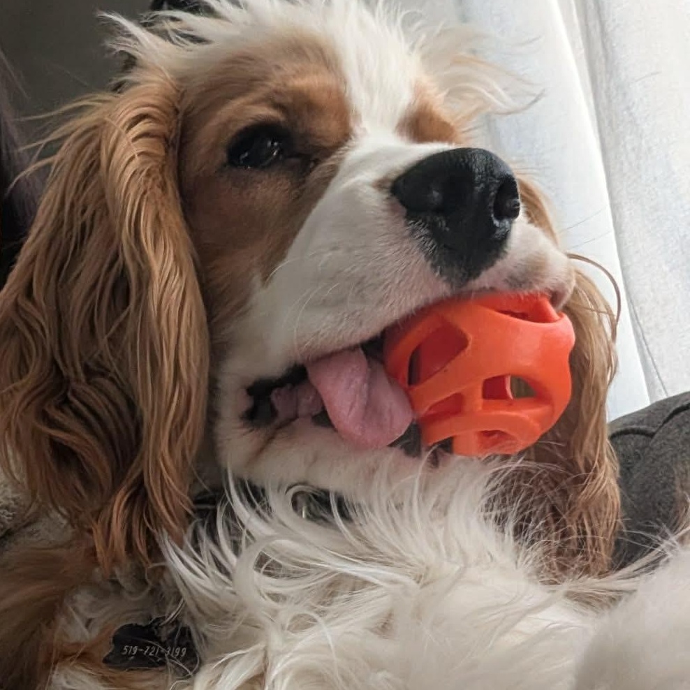 Enlarge Finley: Male cocker spaniel puppy (blind), an adoptable Cocker Spaniel in ST JACOBS, ON image 2/6