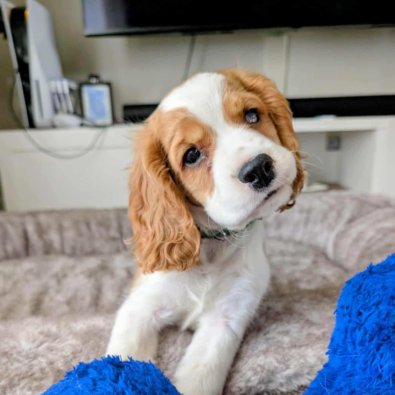 Finley: Male cocker spaniel puppy (blind), a Adoptable Cocker Spaniel in ST JACOBS, ON image 2/5