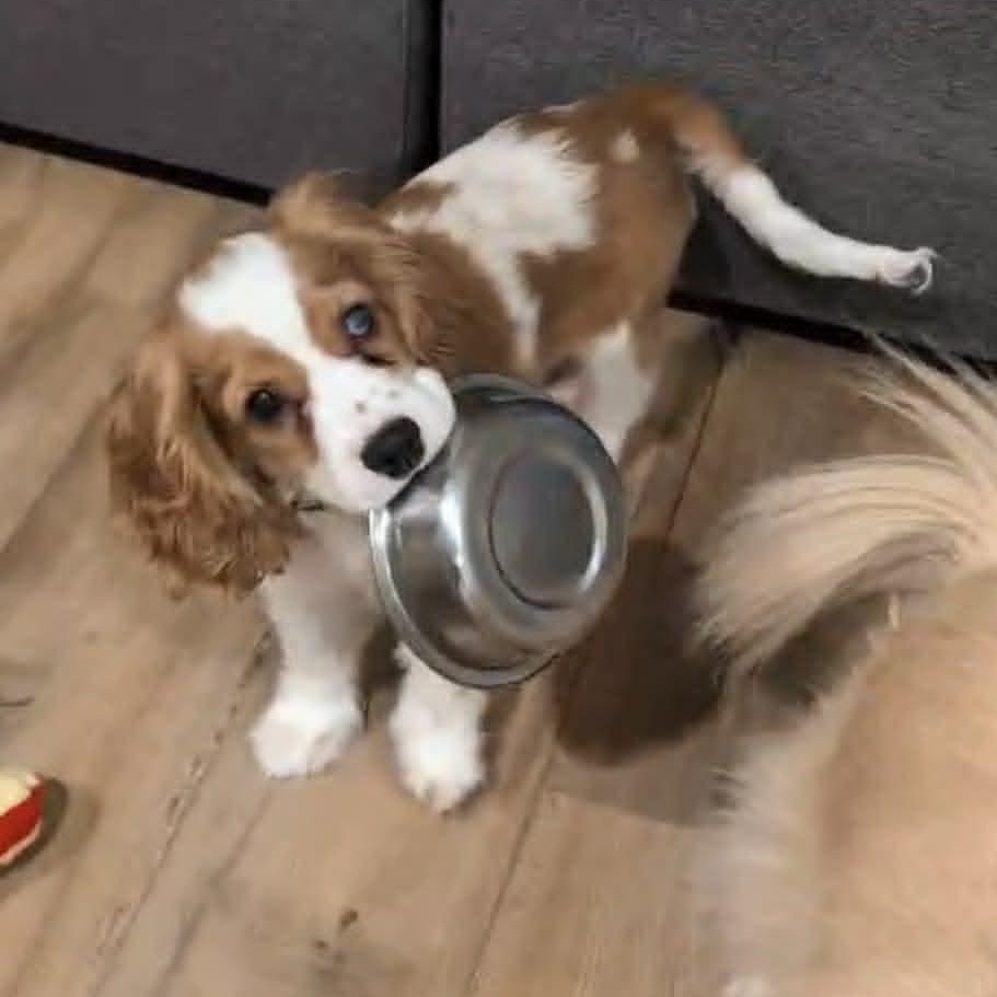 Enlarge Finley: Male cocker spaniel puppy (blind), a Adoptable Cocker Spaniel in ST JACOBS, ON image 2/5