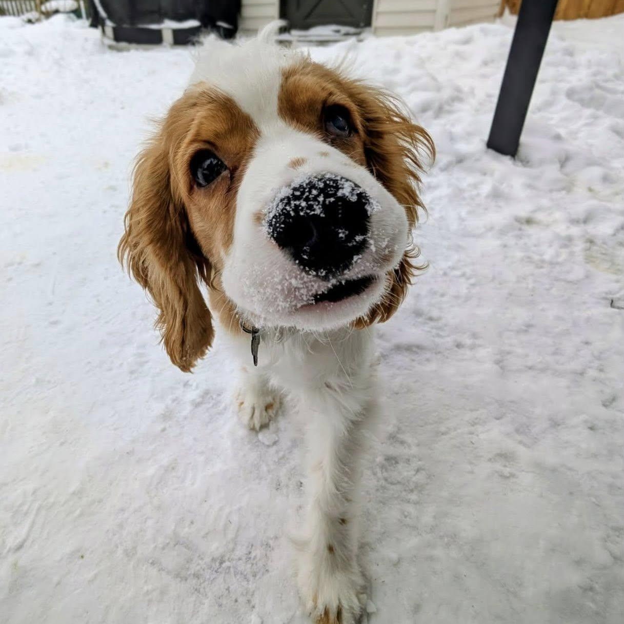 Enlarge Finley: Male cocker spaniel puppy (blind), a Adoptable Cocker Spaniel in ST JACOBS, ON image 3/5