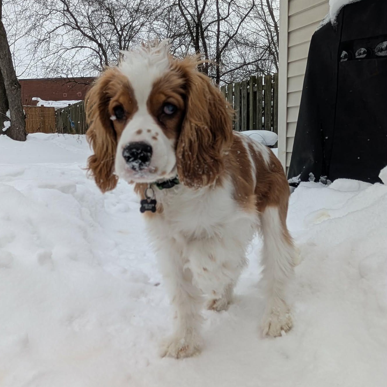 Enlarge Finley: Male cocker spaniel puppy (blind), an adoptable Cocker Spaniel in ST JACOBS, ON image 2/6