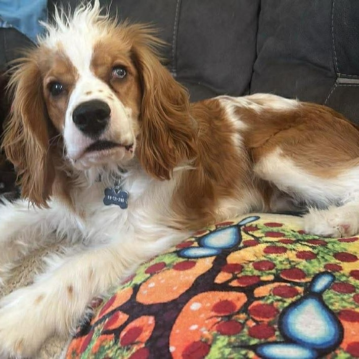 Enlarge Finley: Male cocker spaniel puppy (blind), an adoptable Cocker Spaniel in ST JACOBS, ON image 5/6
