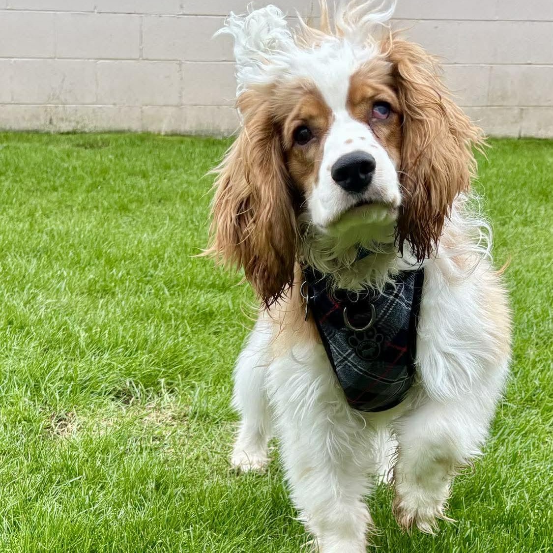 Finley: Male cocker spaniel puppy (blind), adoptable, Puppy Male Cocker Spaniel.