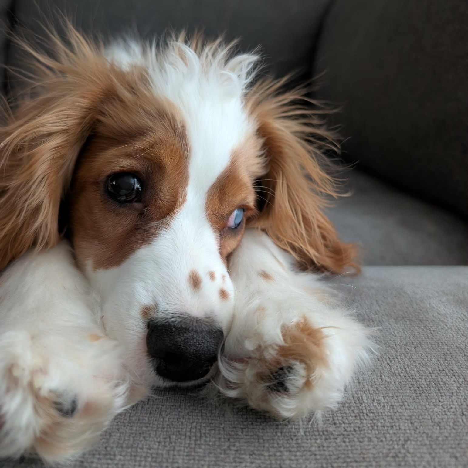Enlarge Finley: Male cocker spaniel puppy (blind), an adoptable Cocker Spaniel in ST JACOBS, ON image 4/6