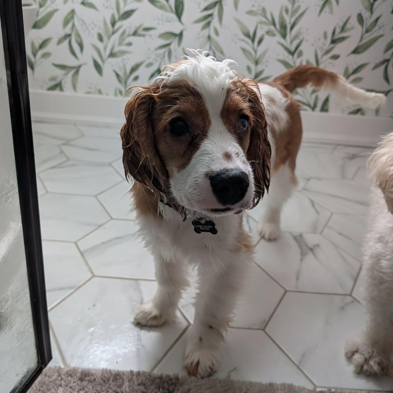 Enlarge Finley: Male cocker spaniel puppy (blind), a Adoptable Cocker Spaniel in ST JACOBS, ON image 5/5