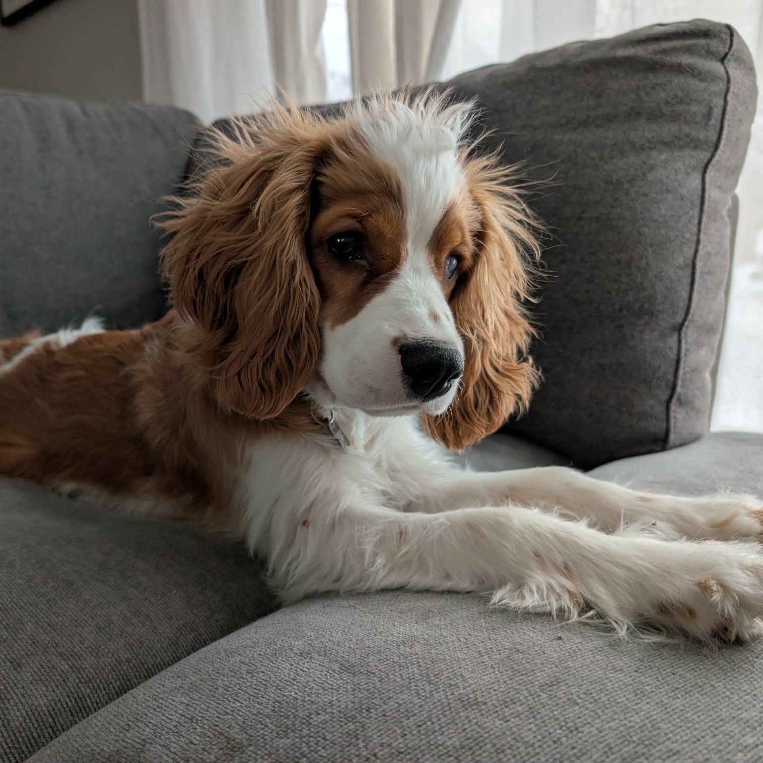 Enlarge Finley: Male cocker spaniel puppy (blind), an adoptable Cocker Spaniel in ST JACOBS, ON image 1/6