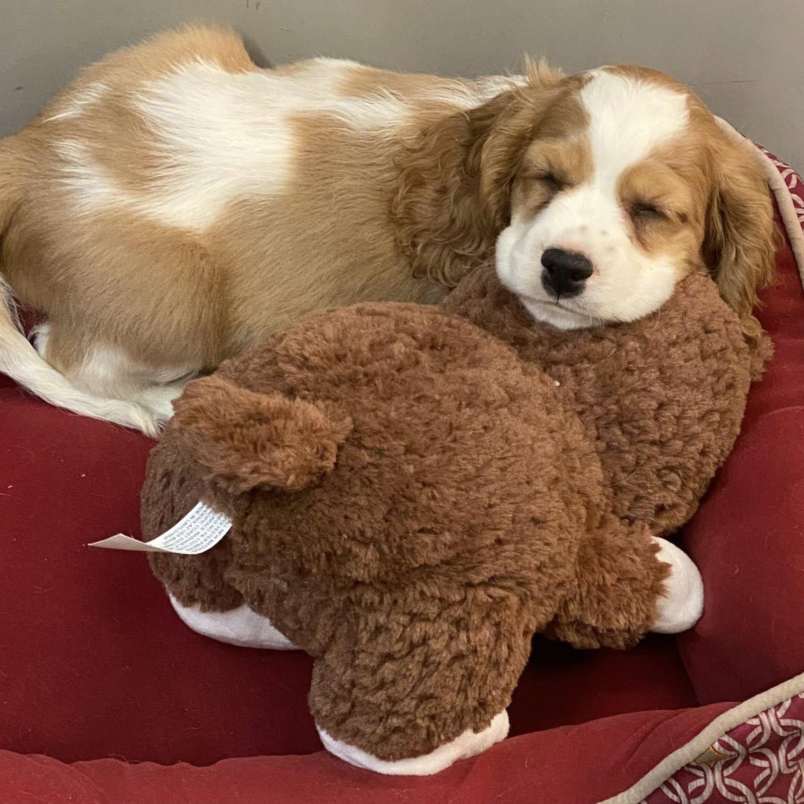 Finley: Male cocker spaniel puppy (blind), a Adoptable Cocker Spaniel in ST JACOBS, ON image 5/5