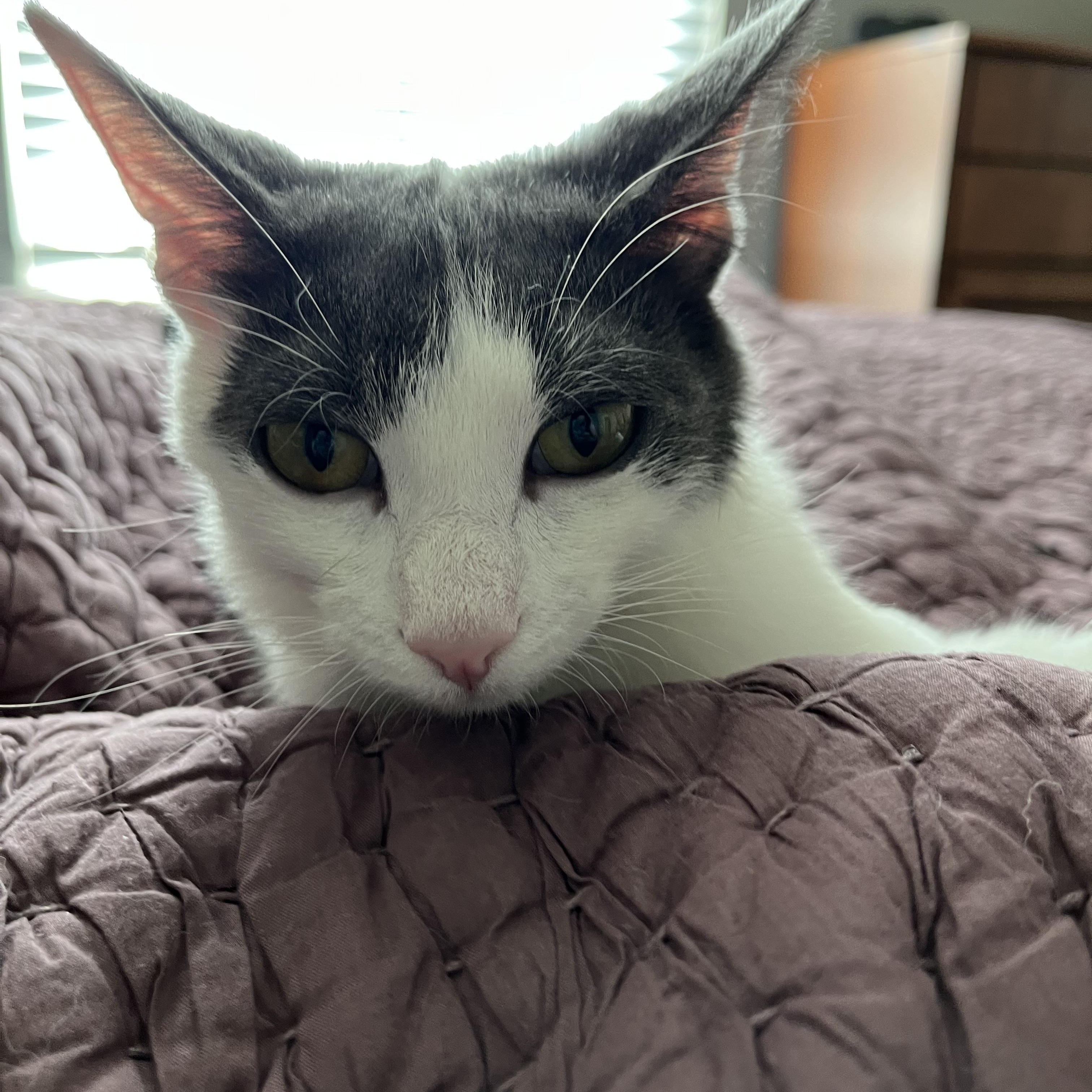 Enlarge Pudding, a Adopted Domestic Short Hair in Fresno, CA image 3/4