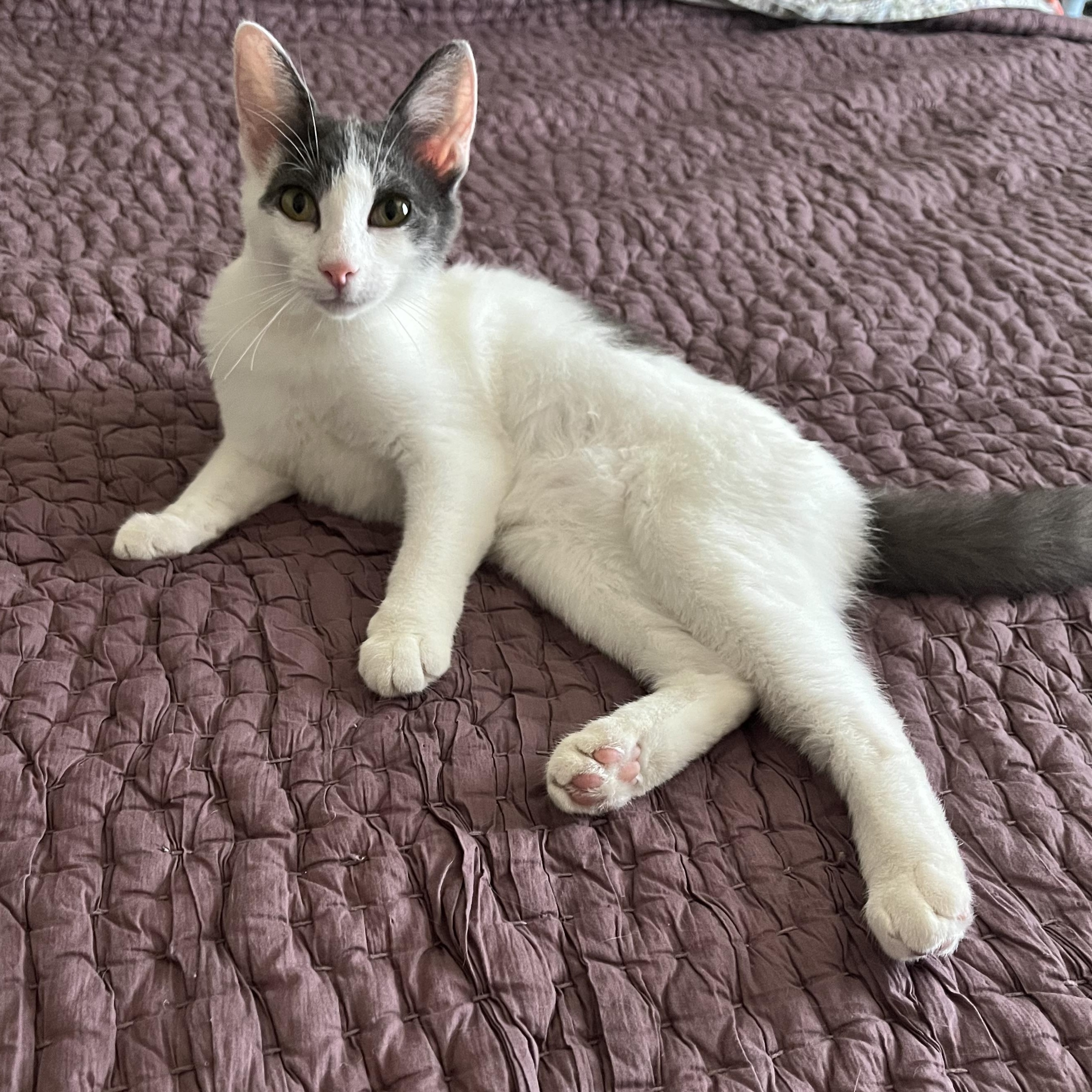 Pudding, Adopted, Kitten Female Domestic Short Hair.