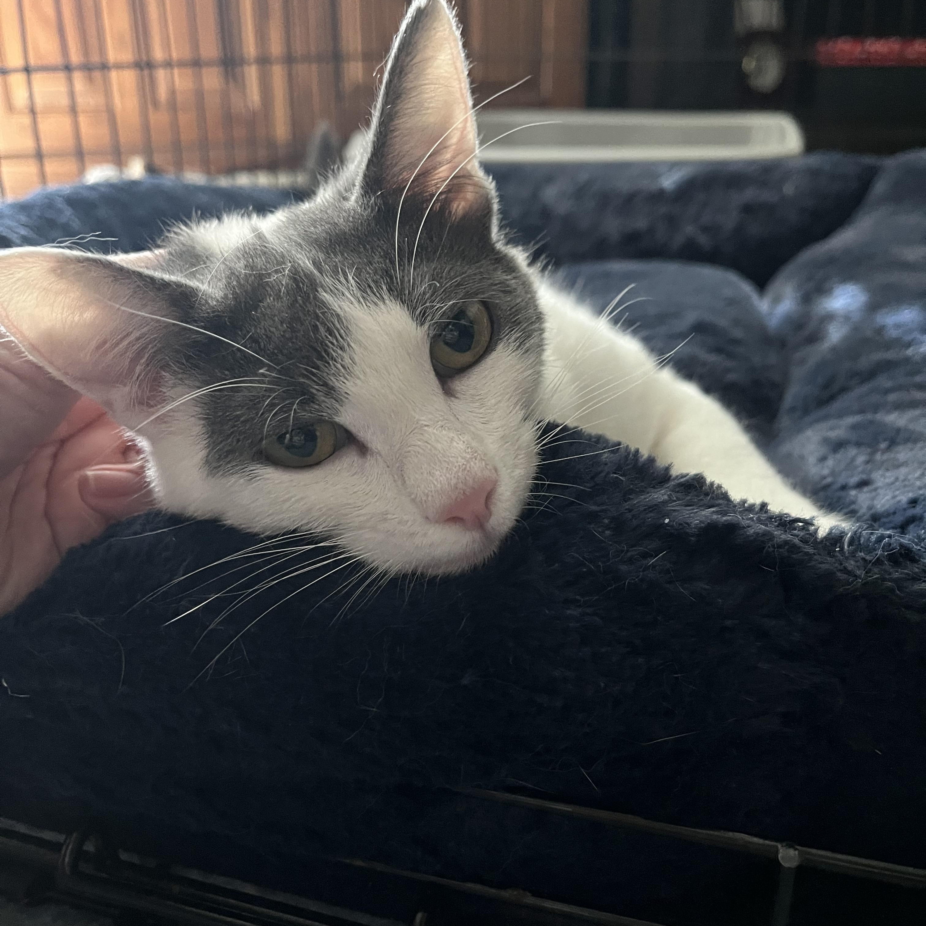 Enlarge Pudding, a Adopted Domestic Short Hair in Fresno, CA image 2/4