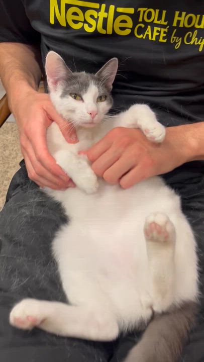 Enlarge Pudding, a Adopted Domestic Short Hair in Fresno, CA video 4/4