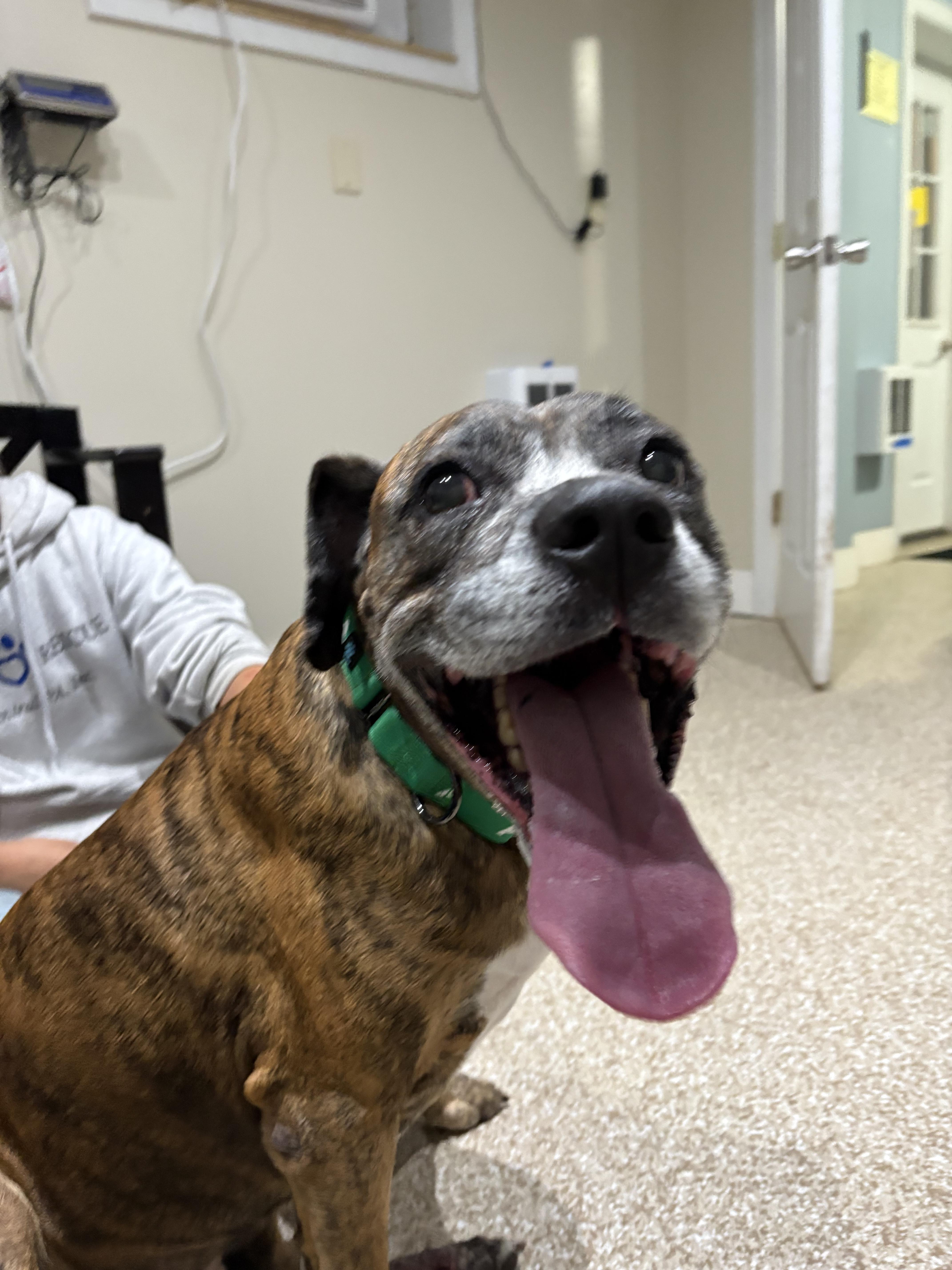 Enlarge Ricky, a Adoptable mixed breed in Dillsburg, PA image 1/6