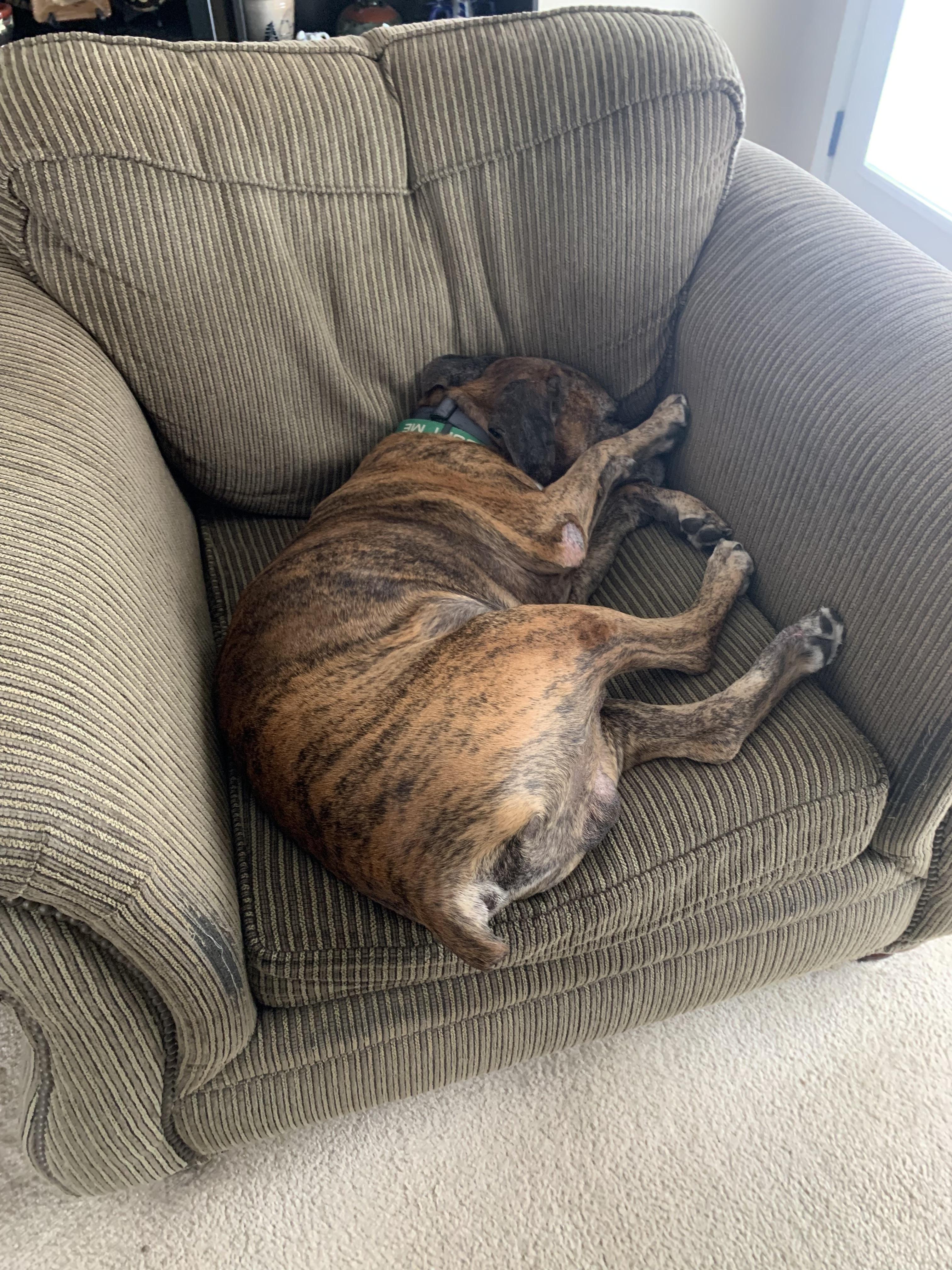 Enlarge Ricky, a Adoptable mixed breed in Dillsburg, PA image 2/6