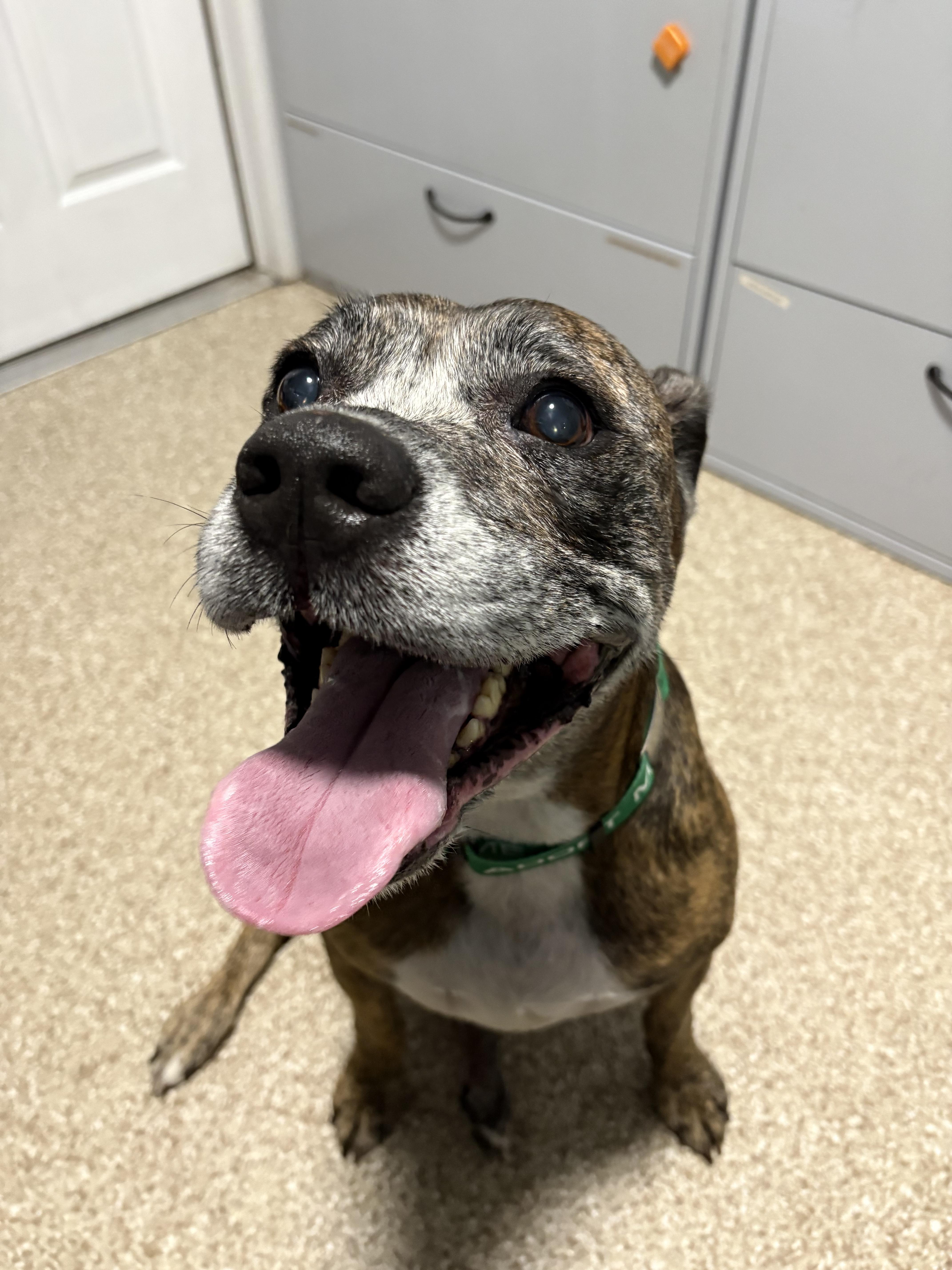 Enlarge Ricky, a Adoptable mixed breed in Dillsburg, PA image 3/6